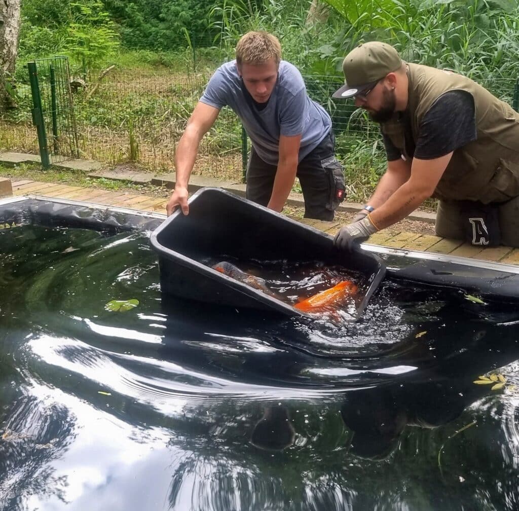 Die ersten Koi Karpfen zogen in ihren neuen Teich