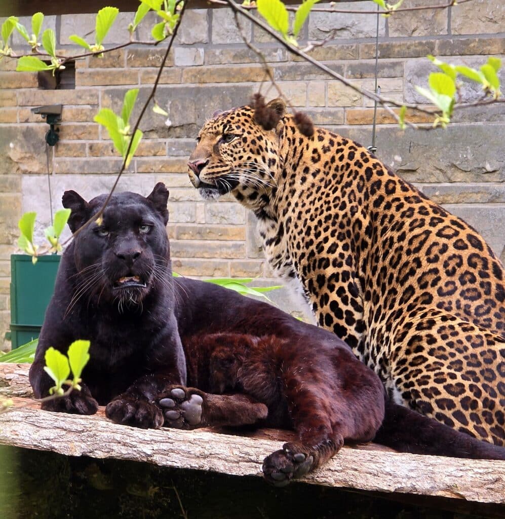 Gamba und Kito sind die neuen Leoparden des Zoos