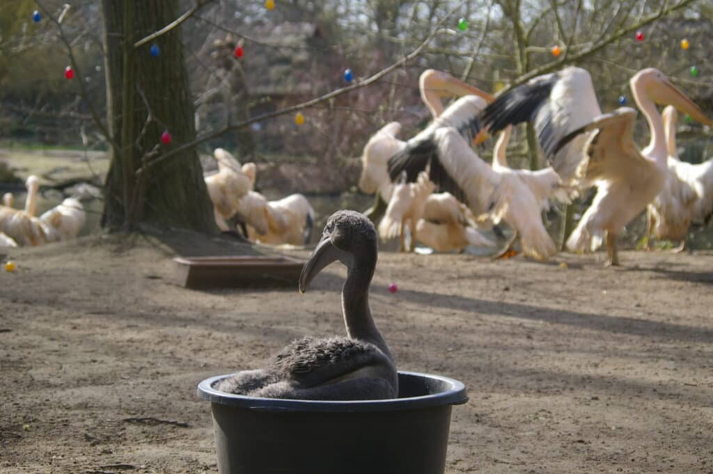 Schwabli ist der 24er Nachwuchs bei den Rosapelikanen im Zoo